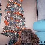 Christmas Tree, Dog, Blue, Water Dog, Plant, Christmas Ornament, Interior Design, Tree, Larch, Evergreen, Christmas Decoration, Holiday Ornament, Ornament, Companion dog, Event, Living Room, Room, Holiday, Wood, Twig