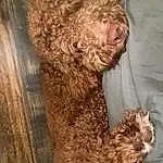 Dog, Dog breed, Carnivore, Water Dog, Fawn, Liver, Companion dog, Toy, Snout, Furry friends, Toy Dog, Terrestrial Animal, Canidae, Terrier, Wood, Poodle, Working Animal, Labradoodle, Non-sporting Group