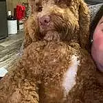 Dog, Water Dog, Dog breed, Carnivore, Liver, Companion dog, Snout, Working Animal, Canidae, Terrier, Spaniel, Furry friends, Pet Supply, Houseplant, Terrestrial Animal, Poodle Crossbreed, Labradoodle, Toy Dog, Dog Supply