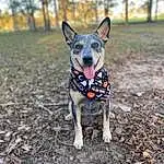 Dog, Dog breed, Carnivore, Tree, Fawn, Dog Supply, Plant, Dog Clothes, Snout, Australian Cattle Dog, Grass, Companion dog, Canidae, Wood, Adventure, Soil, Working Animal, Recreation, Tail