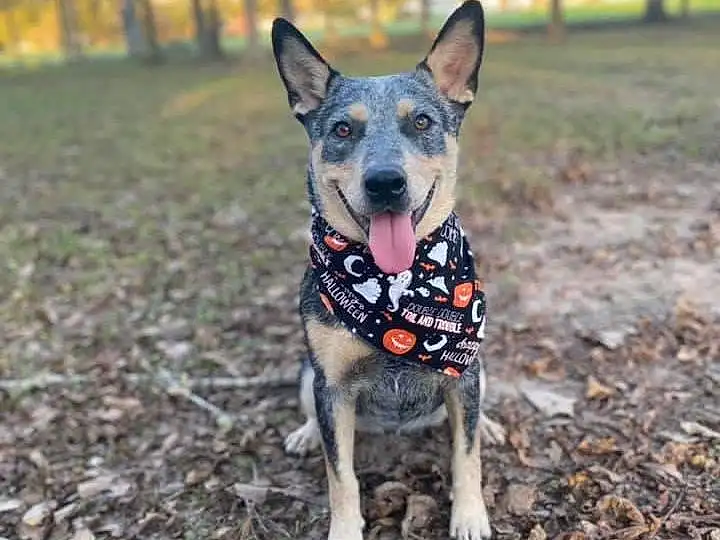 Dog, Dog breed, Carnivore, Tree, Fawn, Dog Supply, Plant, Dog Clothes, Snout, Australian Cattle Dog, Grass, Companion dog, Canidae, Wood, Adventure, Soil, Working Animal, Recreation, Tail