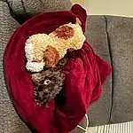 Dog, Toy, Hat, Textile, Sleeve, Carnivore, Costume Hat, Dog breed, Teddy Bear, Fawn, Companion dog, Stuffed Toy, Fur Clothing, Snout, Comfort, Linens, Magenta, Dog Clothes, Canidae