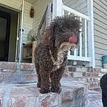 Dog, Water Dog, Dog breed, Carnivore, Companion dog, Window, Liver, Snout, Door, Terrier, Canidae, Furry friends, Working Animal, Toy Dog, Building, Working Dog, Poodle, Art, Non-sporting Group