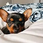 Dog, Dog breed, Comfort, Carnivore, Ear, Companion dog, Fawn, Whiskers, Toy Dog, Terrestrial Animal, Canidae, Working Animal, Furry friends, Pražský Krysařík, Paw, Puppy, Pinscher, Small Terrier