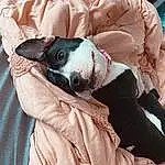 Dog, Comfort, Dog breed, Carnivore, Felidae, Couch, Textile, Sleeve, Small To Medium-sized Cats, Whiskers, Companion dog, Fawn, Toy Dog, Snout, Linens, Pillow, Bedding, Bed, Boston Terrier