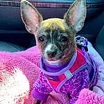 Head, Dog, Dog breed, Purple, Carnivore, Human Body, Ear, Pink, Whiskers, Fawn, Companion dog, Dog Supply, Snout, Magenta, Toy Dog, Chihuahua, Canidae, Furry friends, Chair