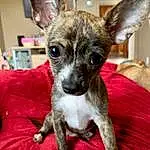 Dog, Dog breed, Carnivore, Ear, Fawn, Whiskers, Companion dog, Toy Dog, Snout, Canidae, Working Animal, Event, Furry friends, Terrestrial Animal, Pattern, Non-sporting Group, Chihuahua