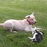 Dog, Carnivore, Grass, Dog breed, Fawn, Companion dog, Snout, Tail, Working Animal, Lawn, Collar, Plant, Non-sporting Group, Pasture, Dog Supply