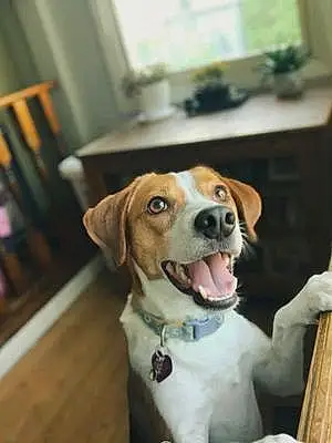 Beagle Dog Willow