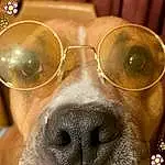 Nose, Dog, Dog breed, Vision Care, Carnivore, Ear, Jaw, Whiskers, Eyewear, Working Animal, Fawn, Window, Companion dog, Curtain, Selfie, Close-up, Audio Equipment, Personal Protective Equipment, Facial Hair