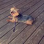 Dog, Dog breed, Wood, Carnivore, Fawn, Companion dog, Road Surface, Whiskers, Hardwood, Cloud, Wood Stain, Toy Dog, Plank, Snout, Tail, Asphalt, Furry friends