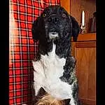 Dog, Tartan, Dog breed, Carnivore, Sleeve, Working Animal, Fawn, Companion dog, Liver, Plaid, Snout, Pattern, Toy Dog, Furry friends, Rectangle, Small Terrier, Pet Supply, Canidae, Terrier