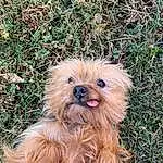 Dog, Carnivore, Dog breed, Liver, Fawn, Companion dog, Toy Dog, Plant, Grass, Terrier, Small Terrier, Working Animal, Water Dog, Soil, Canidae, Shih-poo, Furry friends, Yorkipoo, Biewer Terrier