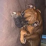Dog, Dog breed, Carnivore, Boxer, Companion dog, Fawn, Ear, Liver, Snout, Working Animal, Wrinkle, Canidae, Whiskers, Working Dog, Molosser, Guard Dog, Non-sporting Group, Terrestrial Animal, Paw