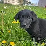 Plant, Flower, Dog, Sky, Building, Working Animal, Carnivore, Grass, Dog breed, Companion dog, Grassland, Tree, Lawn, Groundcover, Herbaceous Plant, Terrestrial Animal, Prairie, Tail, Retriever