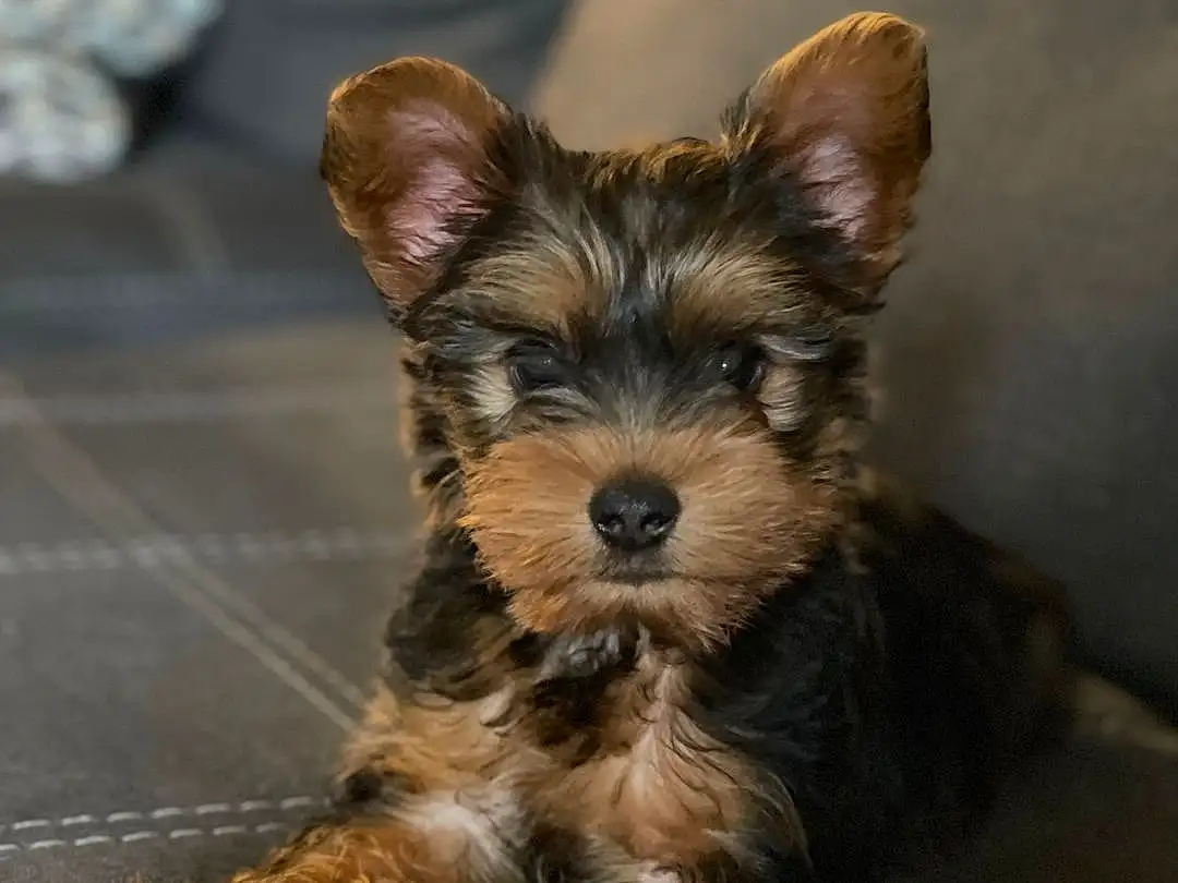 Dog, Carnivore, Dog breed, Toy Dog, Companion dog, Snout, Terrier, Yorkshire Terrier, Small Terrier, Working Animal, Furry friends, Yorkipoo, Liver, Terrestrial Animal, Working Terrier, Biewer Terrier, Australian Terrier