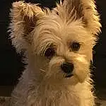 Head, Dog, Eyes, Dog breed, Carnivore, Companion dog, Toy Dog, Snout, Small Terrier, Terrier, Canidae, Working Animal, Furry friends, Maltepoo, Biewer Terrier, Terrestrial Animal, Dog Supply, Non-sporting Group