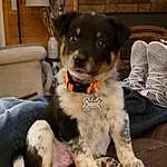 Dog, Dog breed, Carnivore, Companion dog, Sock, Comfort, Snout, Working Animal, Texas Heeler, Couch, Furry friends, Paw, Canidae, Toy Dog, Working Dog, Houseplant, Sitting, Terrier