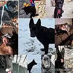 Photograph, Dog, White, Black, Blue, Carnivore, Dog breed, Water, Felidae, Companion dog, Working Animal, Snout, Flash Photography, Art, Collage