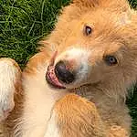 Dog, Dog breed, Carnivore, Whiskers, Fawn, Companion dog, Grass, Terrestrial Animal, Snout, Furry friends, Fang, Working Animal, Canidae, Working Dog, Paw, Ancient Dog Breeds, Plant