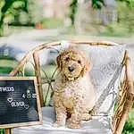 Dog, Dog breed, Carnivore, Companion dog, Plant, Fawn, Chair, Grass, Toy Dog, Folding Chair, Outdoor Furniture, Wood, Sitting, Canidae, Couch, Leisure, Dog Collar, Recreation, Easel