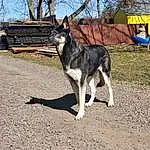 Dog, Plant, Carnivore, Dog breed, Tree, Fawn, Sky, Art, Tail, Wood, Trunk, Twig, Working Animal, Shadow, Leash, Road Surface, Collar, Canidae, Guard Dog