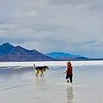 Cloud, Dog, Water, Sky, Dog breed, Carnivore, People On Beach, Beach, Mountain, Fawn, Horizon, Wind Wave, Landscape, Winter, Fun, Sand, Canidae, Wave, Ocean