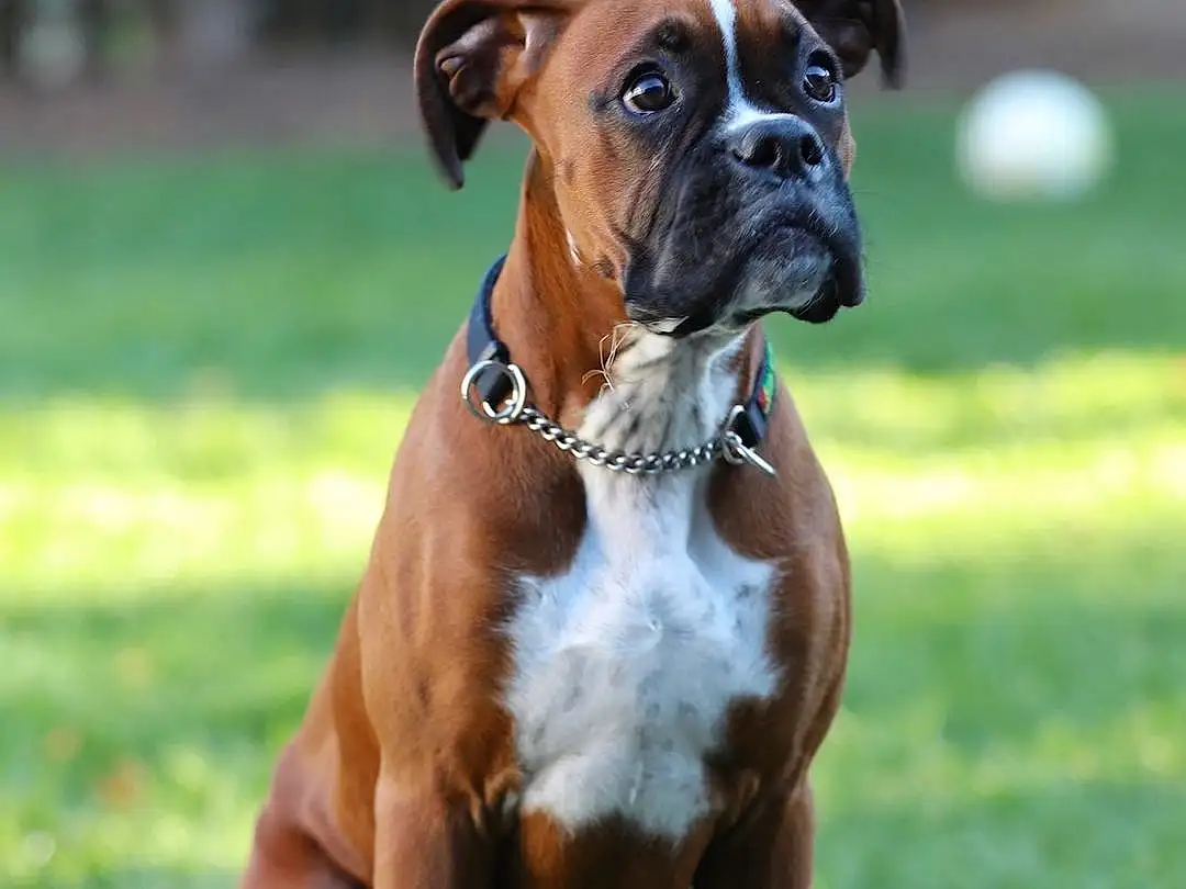 Dog, Boxer, Carnivore, Dog breed, Liver, Grass, Fawn, Companion dog, Plant, Snout, Collar, Working Animal, Molosser, Dog Collar, Working Dog, Dog Supply, Ancient Dog Breeds, Non-sporting Group