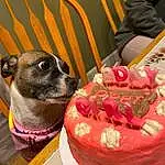 Food, Dog, Collar, Cake, Dog breed, Cake Decorating, Pet Supply, Carnivore, Dog Supply, Companion dog, Whiskers, Ingredient, Dog Collar, Eyewear, Sugar Cake, Working Animal, Fruit, Birthday Cake, Strawberry, Tableware