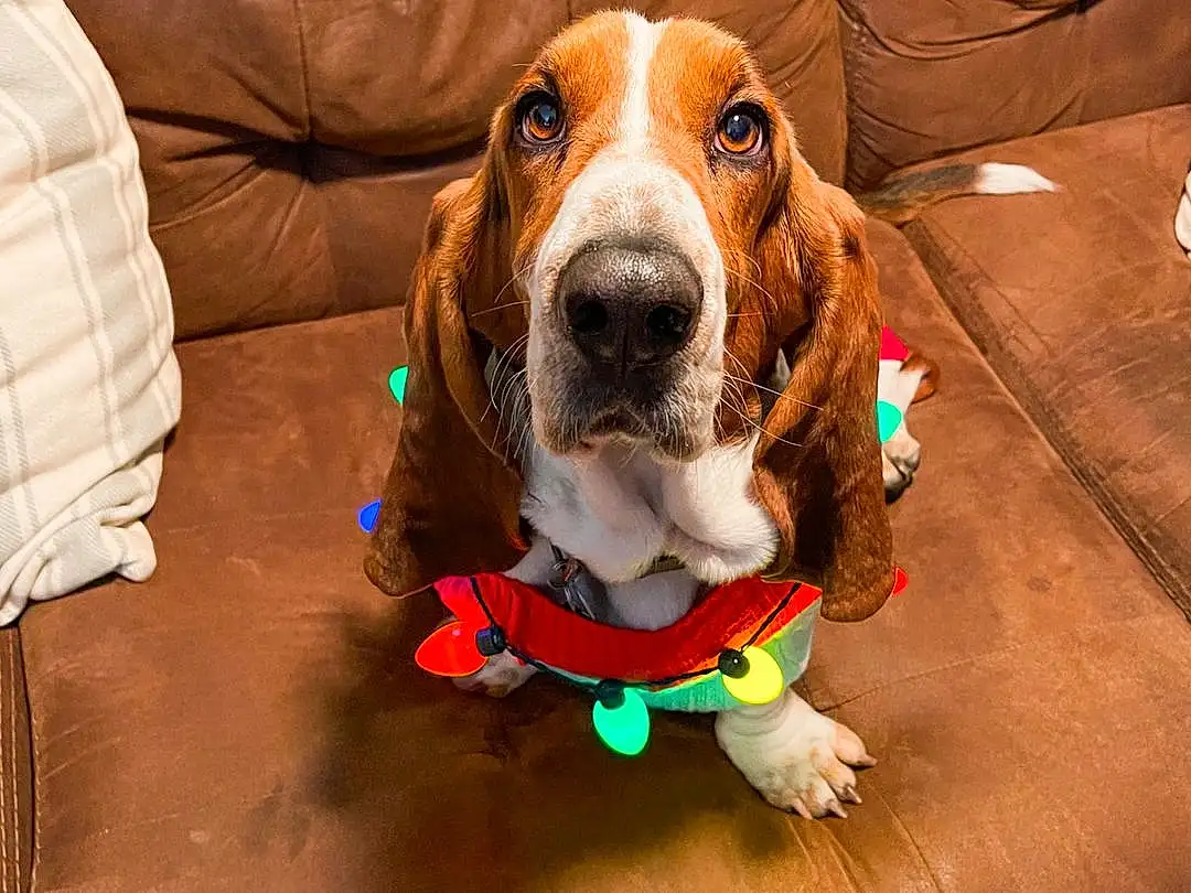Dog, Dog breed, Carnivore, Companion dog, Dog Supply, Hound, Snout, Working Animal, Wood, Comfort, Pet Supply, Couch, Liver, Canidae, Hardwood, Tennis Ball, Scent Hound, Rectangle, Basset Hound