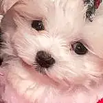 Dog, White, Carnivore, Dog breed, Plant, Pink, Companion dog, Toy Dog, Snout, Close-up, Working Animal, Canidae, Furry friends, Maltepoo, Petal, Non-sporting Group, Puppy, Mal-shi, Water Dog