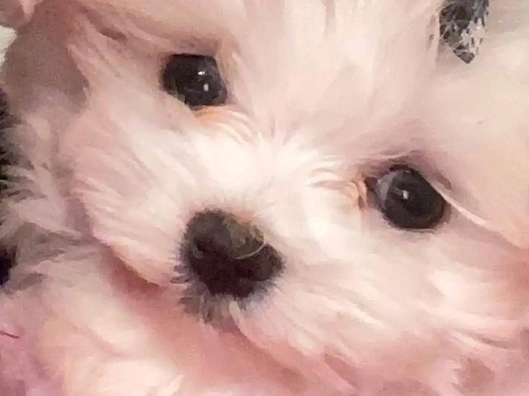 Dog, White, Carnivore, Dog breed, Plant, Pink, Companion dog, Toy Dog, Snout, Close-up, Working Animal, Canidae, Furry friends, Maltepoo, Petal, Non-sporting Group, Puppy, Mal-shi, Water Dog
