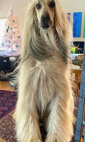 Name Afgan Hound Dog Ringo