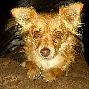 Name Chihuahua Dog Zola