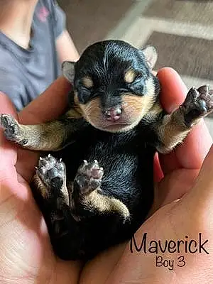 Firstname Pinscher Dog Maverick