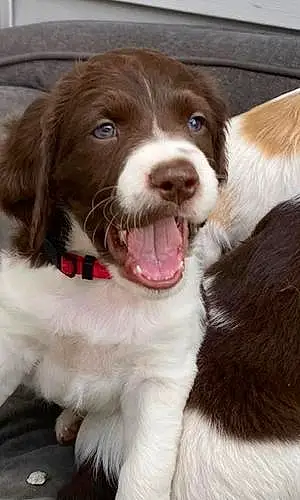 Firstname Brittainy Spaniel Dog Archie