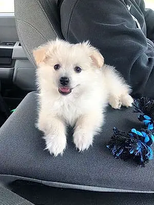 Pomeranian Dog Bentley