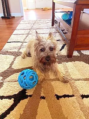 Firstname Cairn Terrier Dog Archie