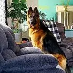 Plant, Dog, Couch, Window, Comfort, Dog breed, Carnivore, Houseplant, Fawn, Living Room, Companion dog, Tints And Shades, Tail, Snout, Whiskers, Tree, Door, Furry friends, Felidae