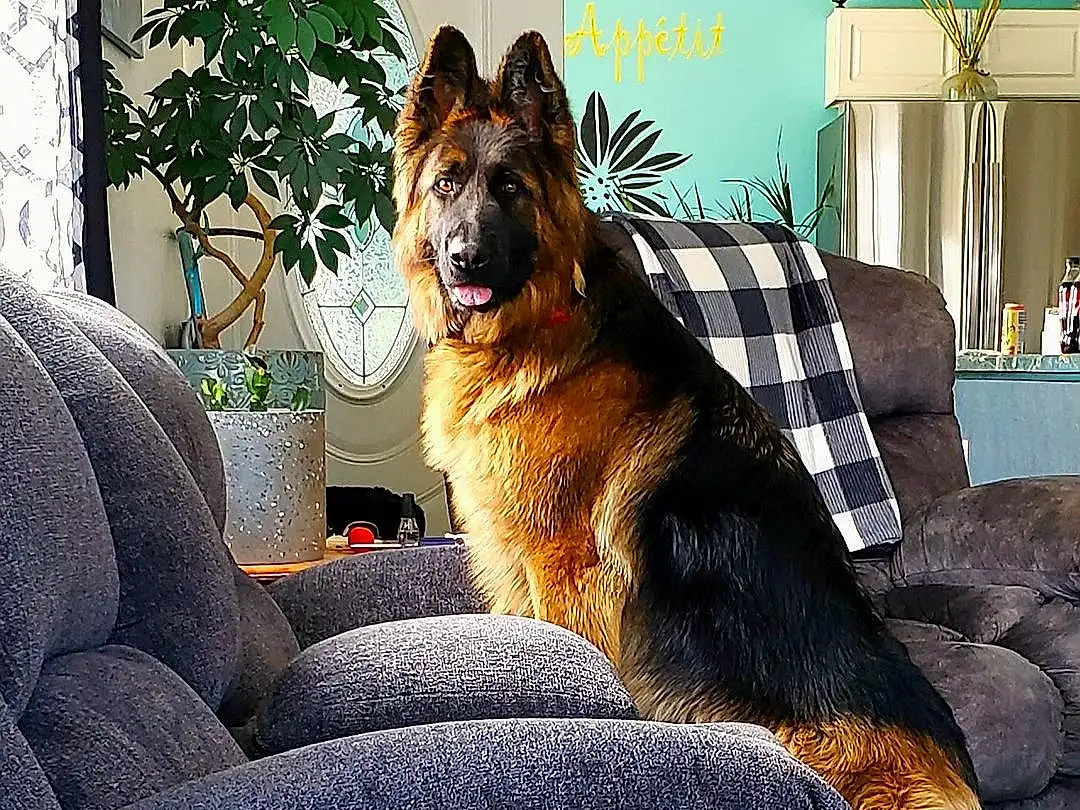 Plant, Dog, Couch, Window, Comfort, Dog breed, Carnivore, Houseplant, Fawn, Living Room, Companion dog, Tints And Shades, Tail, Snout, Whiskers, Tree, Door, Furry friends, Felidae