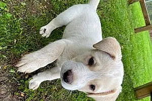 Mixed breed Dog Koe