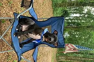 Firstname Pitt Bull Terrier Dog Blue