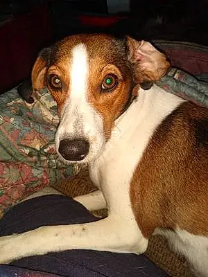 Name Beagle Dog Star