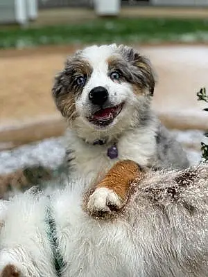 Australian Shepherd Dog Halo