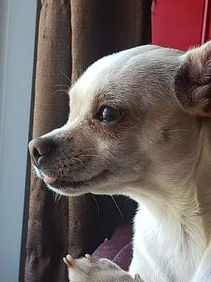 Chihuahua Dog Little Girl