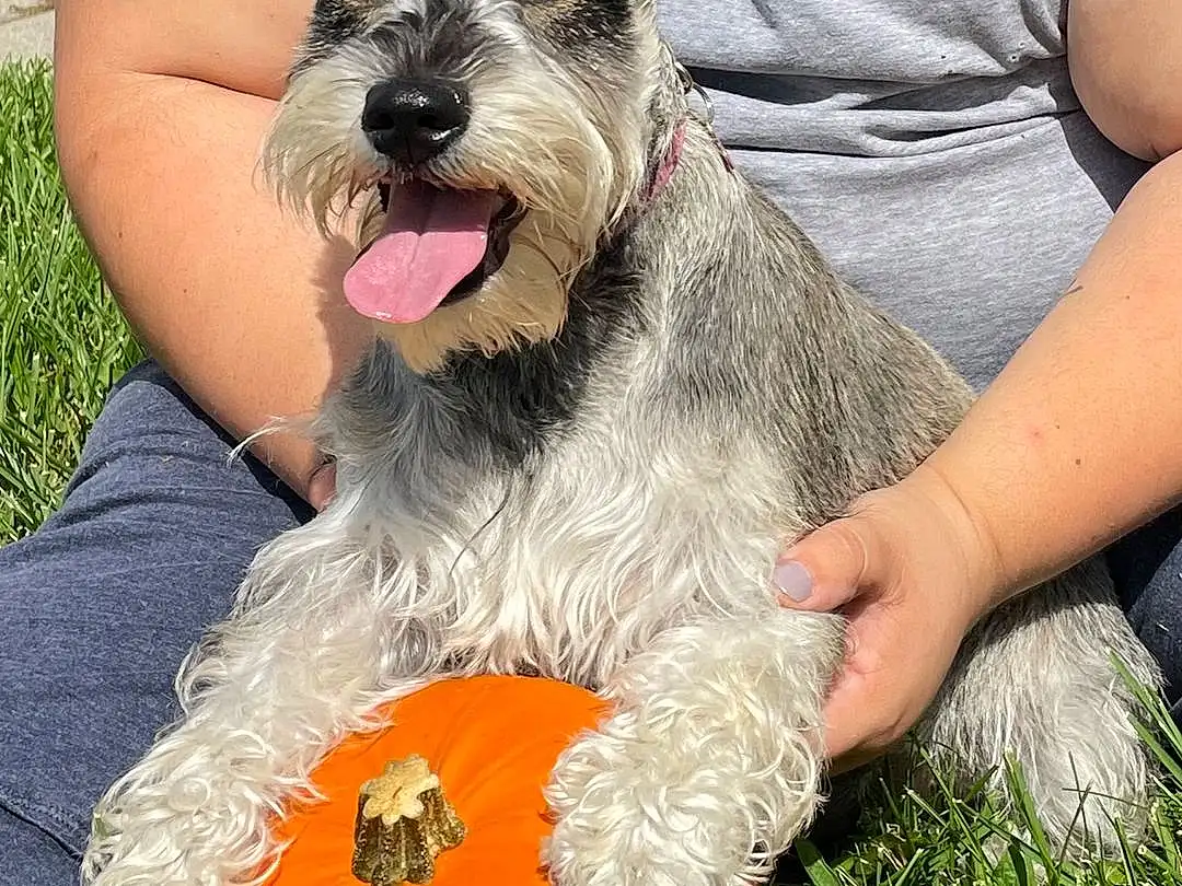 Dog, Pumpkin, Calabaza, Dog breed, Carnivore, Grass, Companion dog, Party Hat, Gourd, Plant, Squash, Snout, Herding Dog, Vegetable, Schnauzer, Furry friends, Canidae, Natural Foods, Terrier