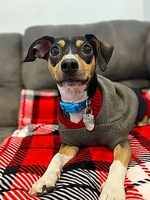Chihuahua Dog Zeus