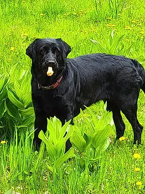 Name Labrador Retriever Dog Dahlia