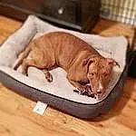 Dog, Dog Supply, Carnivore, Pet Supply, Wood, Dog breed, Felidae, Liver, Comfort, Dog Bed, Fawn, Companion dog, Whiskers, Hardwood, Small To Medium-sized Cats, Snout, Television, Collar, Working Animal