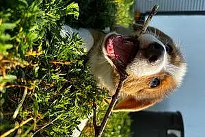 Name Cardigan Welsh Corgi Dog Yogi